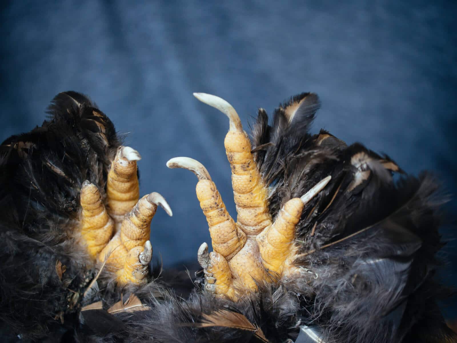 Overgrown nails on a chicken that doesn't scratch on a hard surface