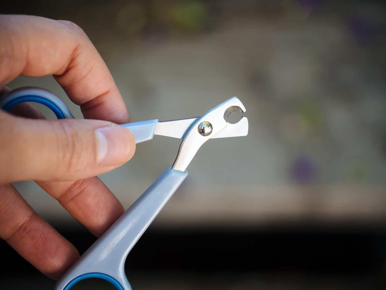 Use dog nail clippers to cut your chicken's nails