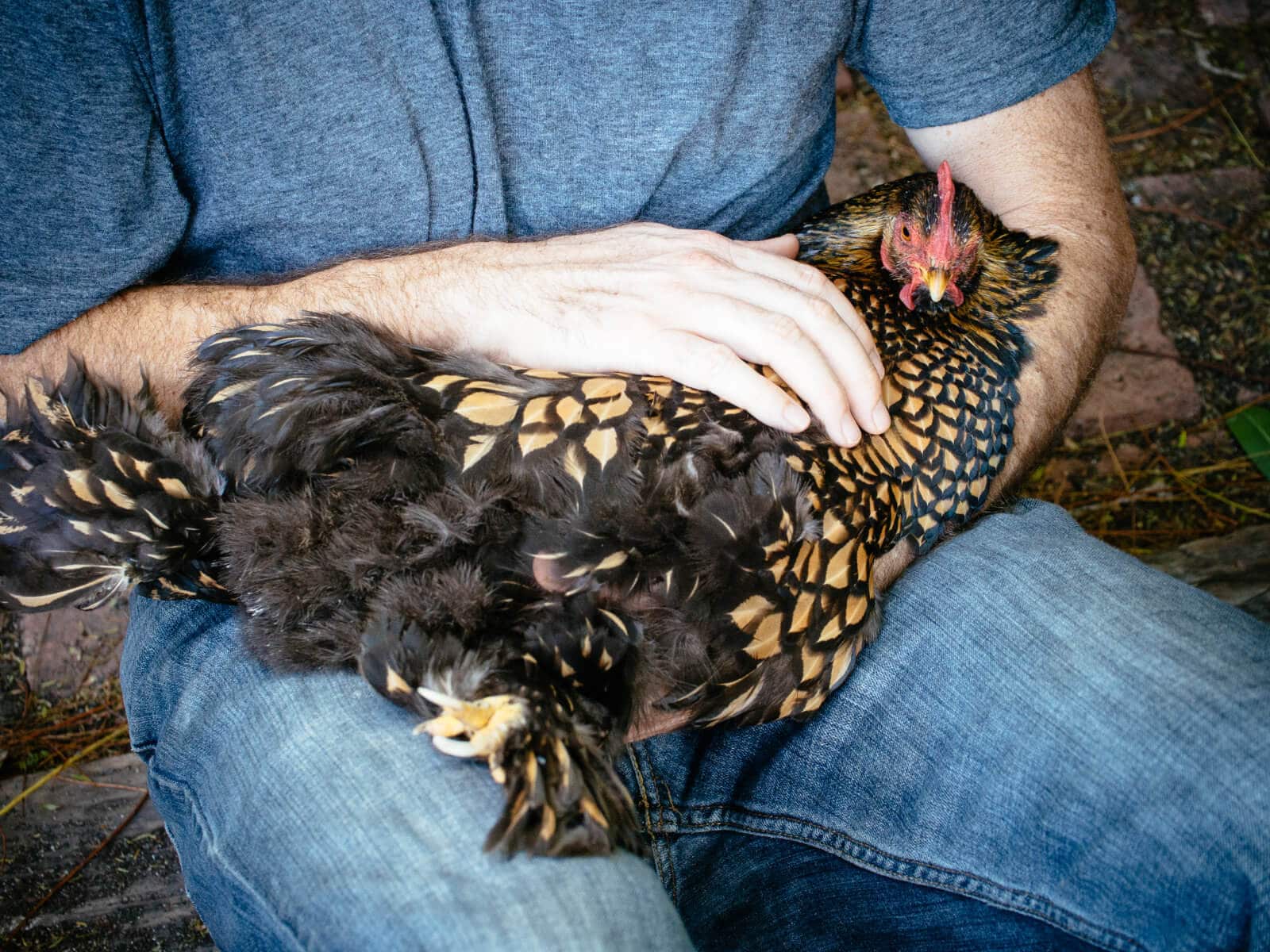 Stroke your chicken's chest to calm her down