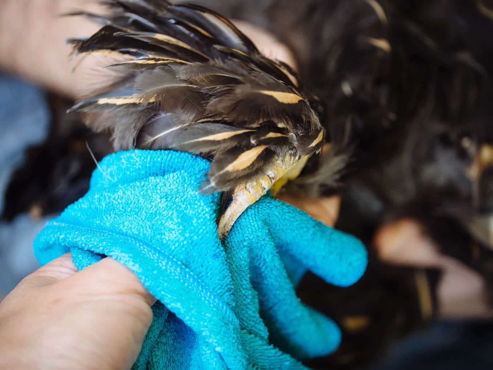 Wipe the nail clean with a rag