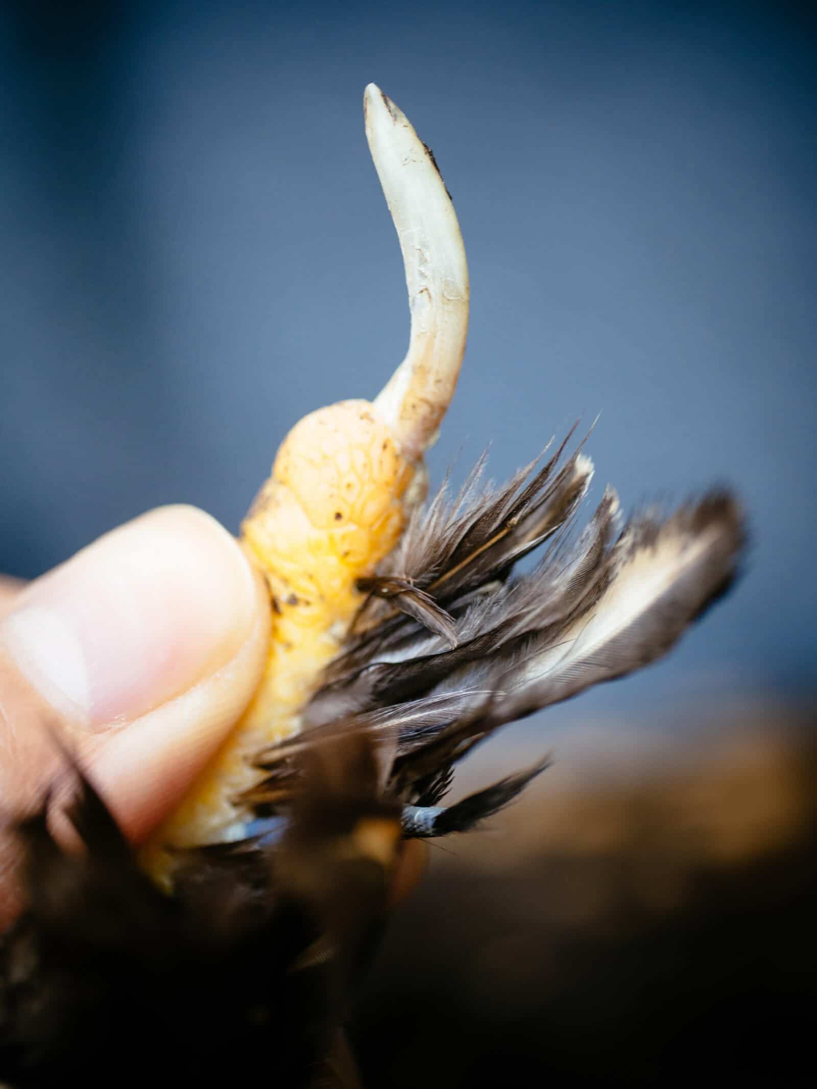Overgrown chicken nails need to be trimmed