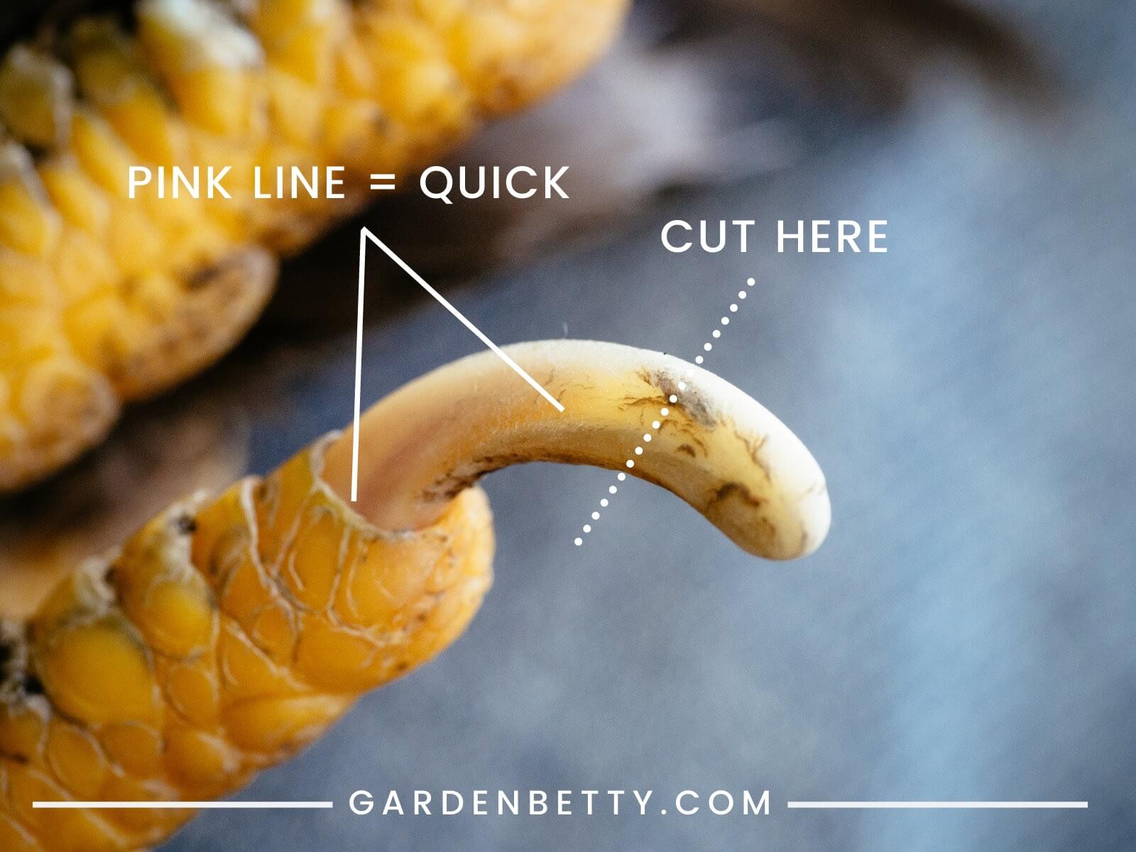 Cut your chicken's nail after the quick