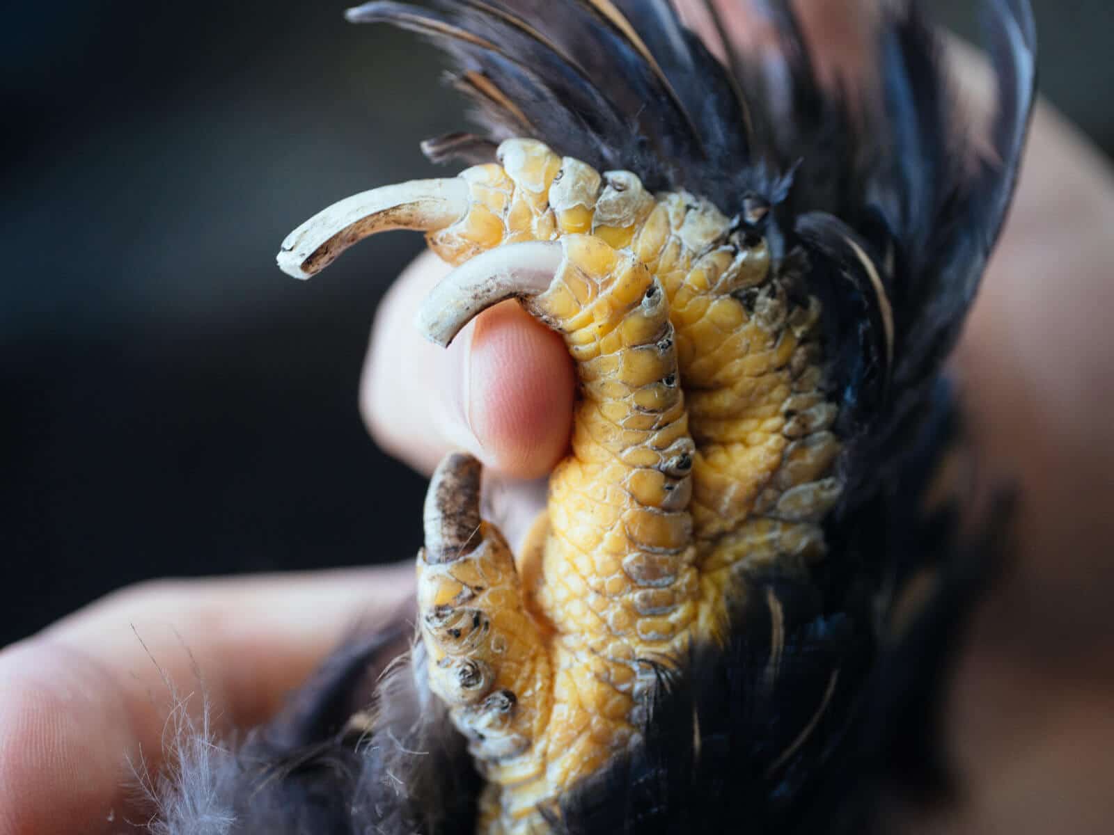 Learn to cut your chicken's nails
