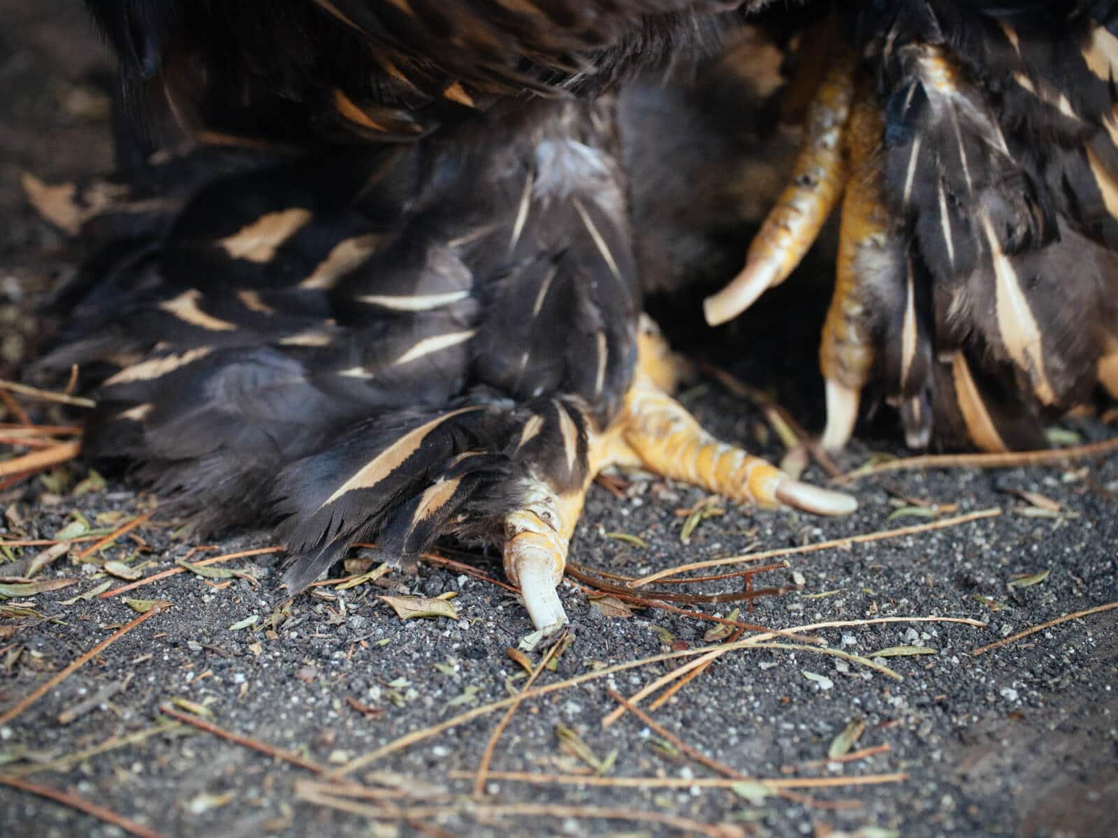Cut a chicken's nails to keep her foot healthy