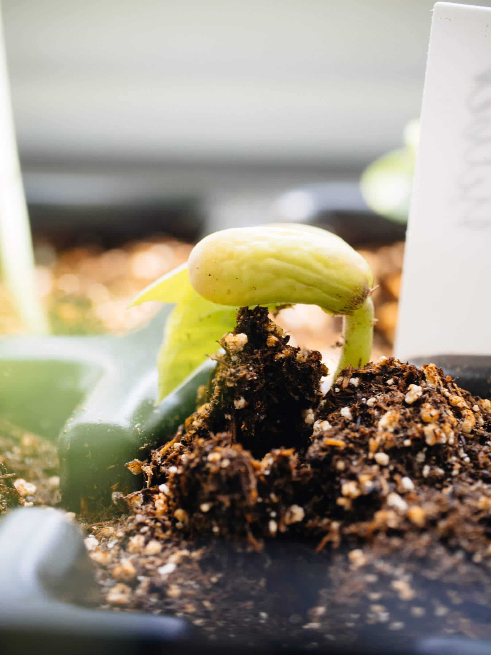 Seed starting mix is light and fluffy to promote root growth