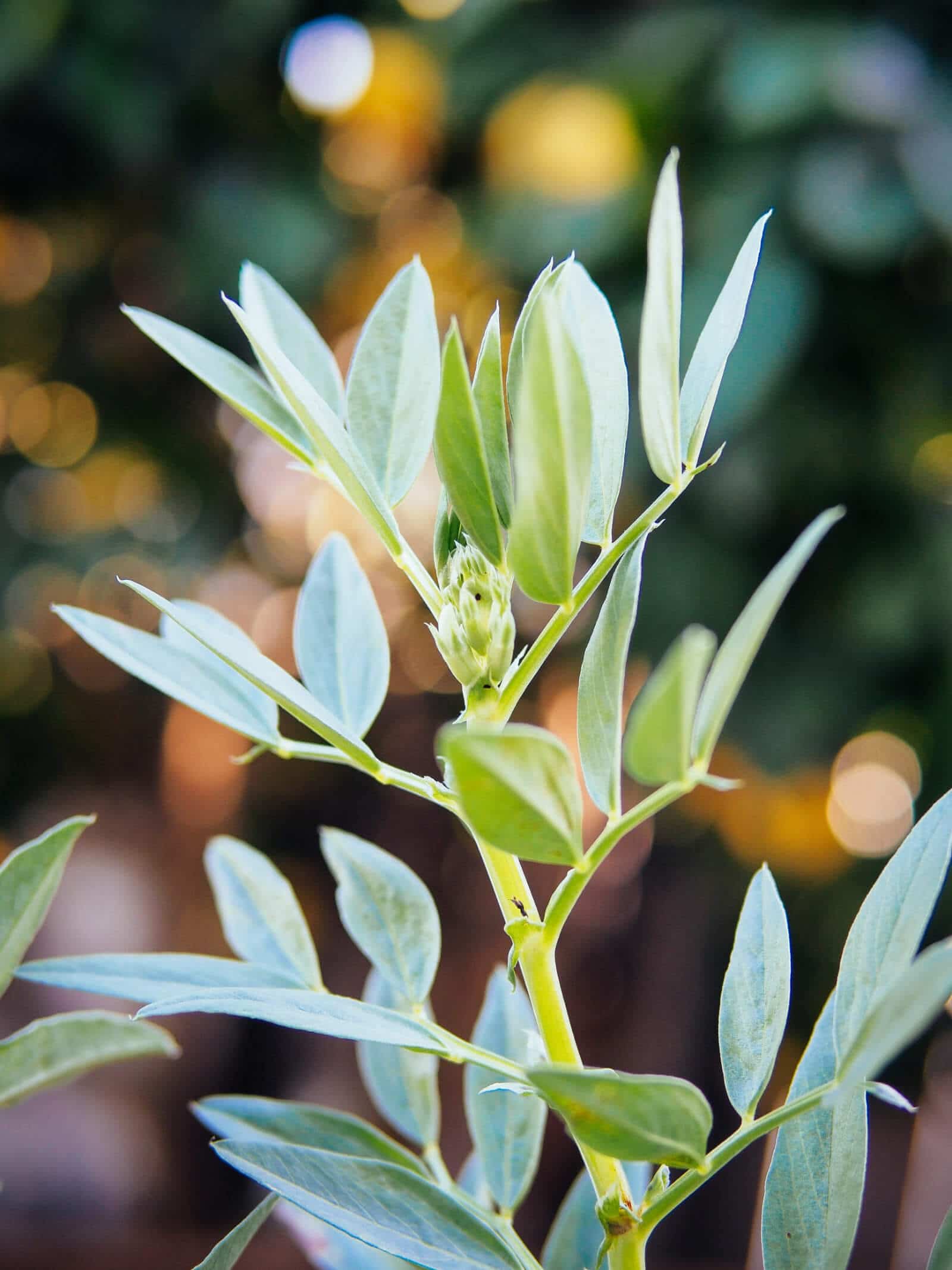 Young fava leaves with new shoots