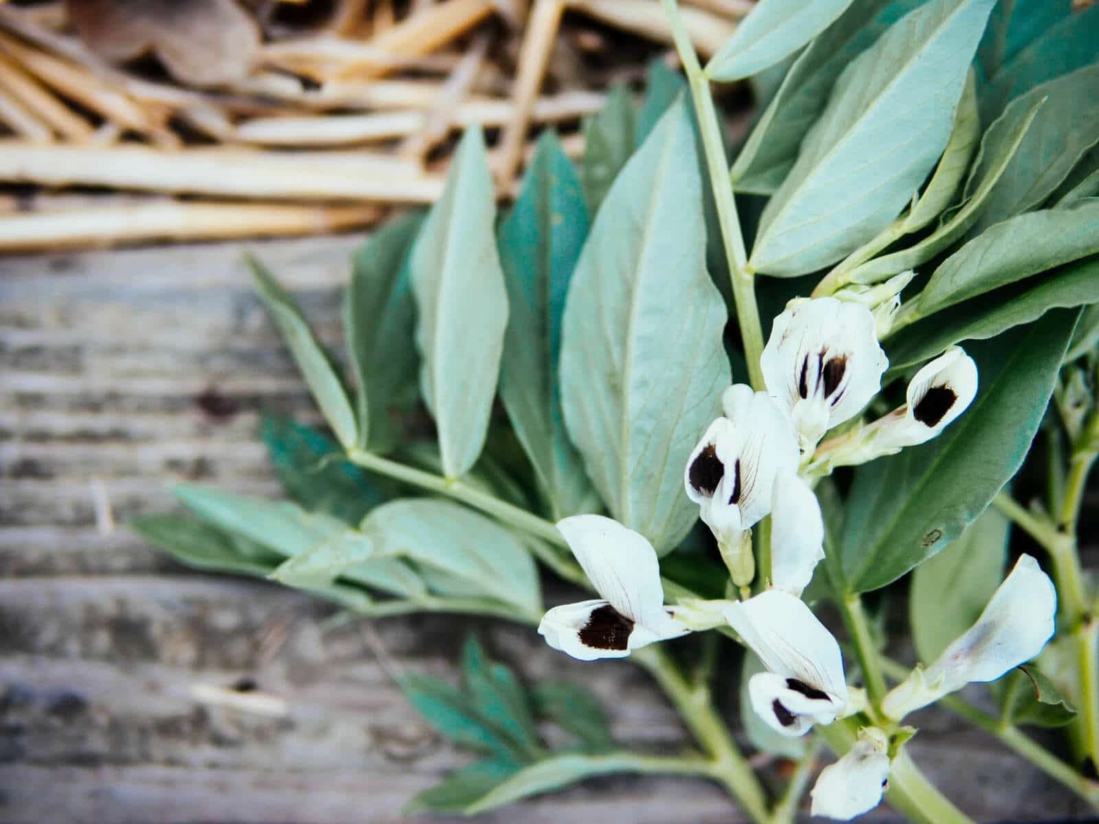 Edible fava greens and fava flowers