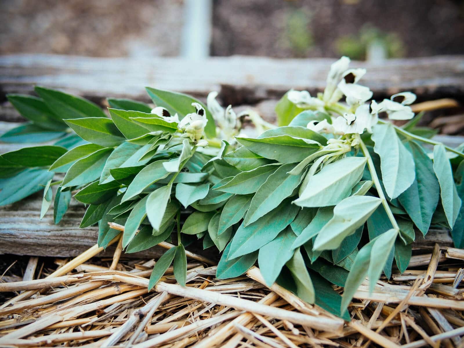 You can eat fava bean leaves and fava bean flowers