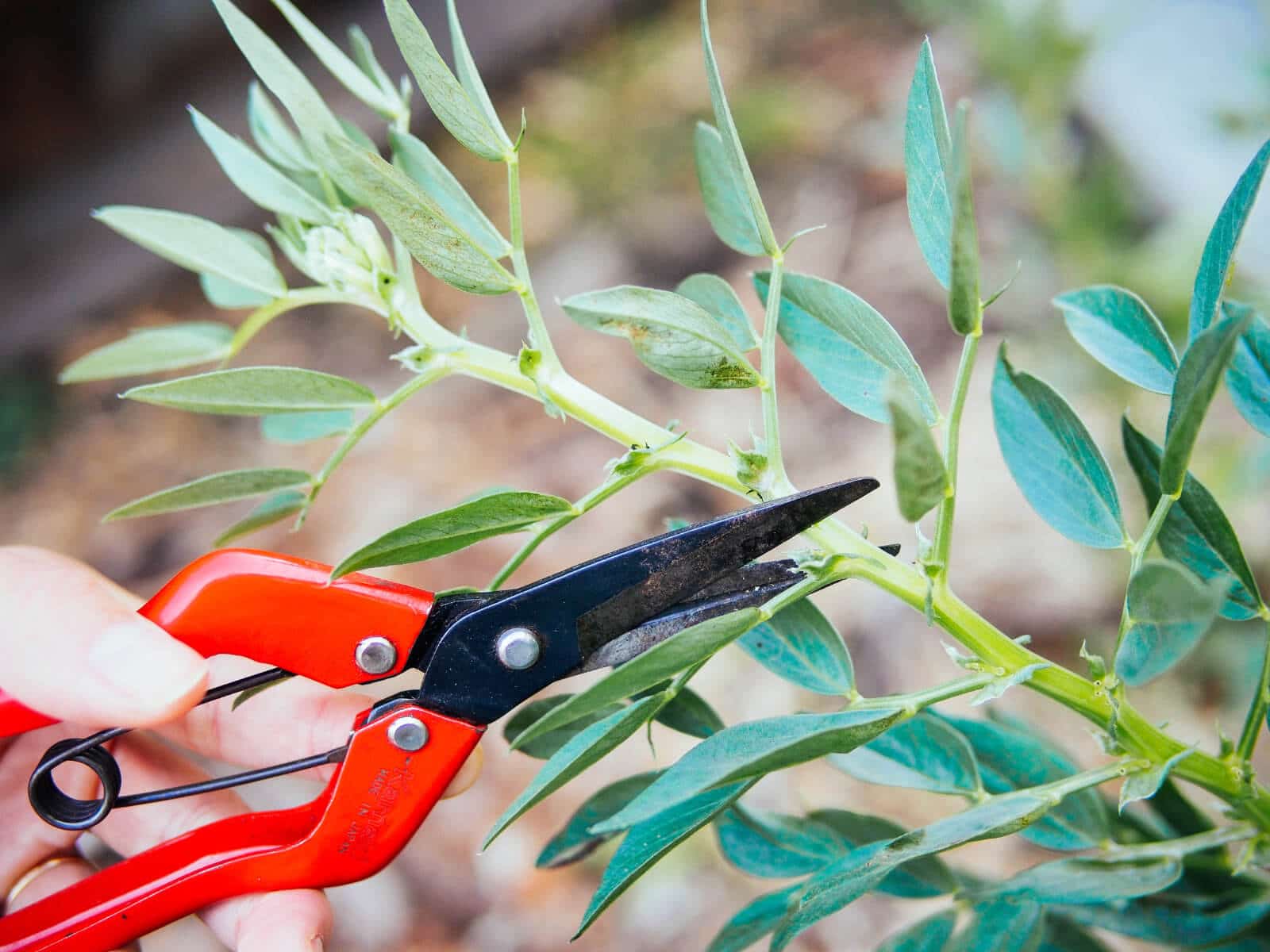Cut off the fava bean stem right above a leaf node to promote growth