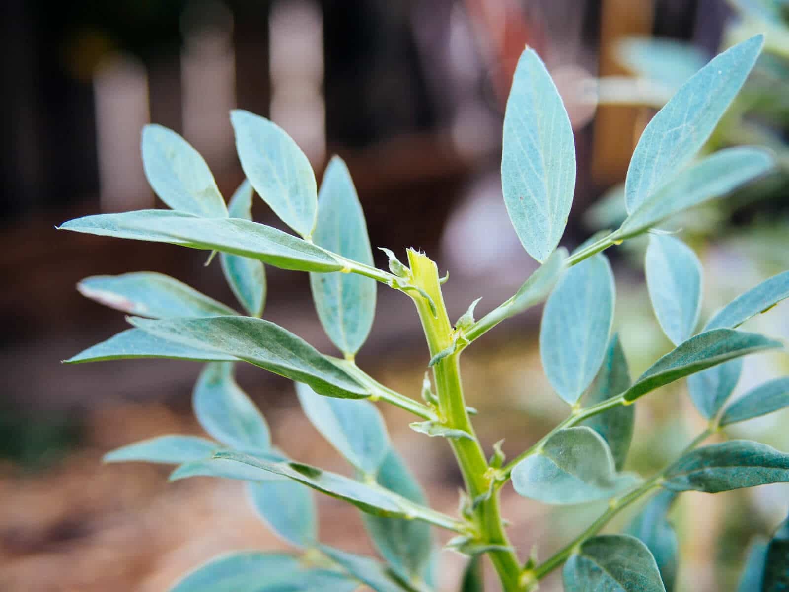 A pruned fava bean plant