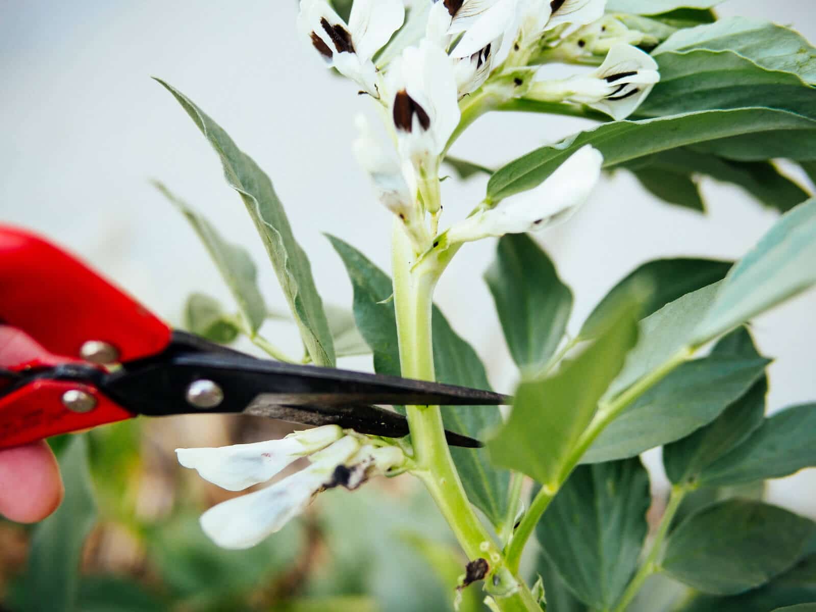 Prune a fava bean plant just above a leaf node