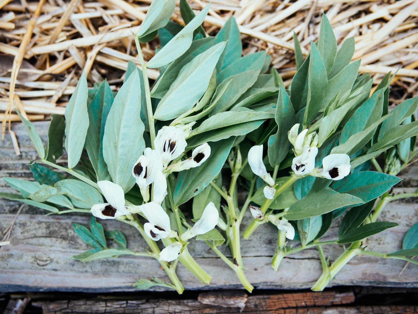 Freshly harvested fava bean leaves and fava bean flowers
