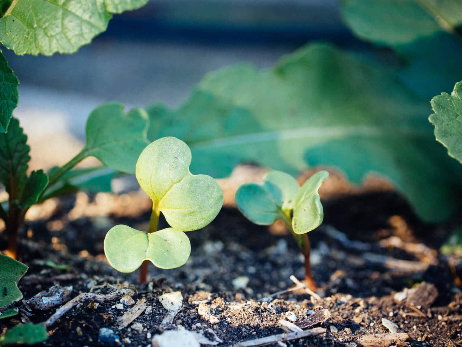 Radish seedling germinating outside