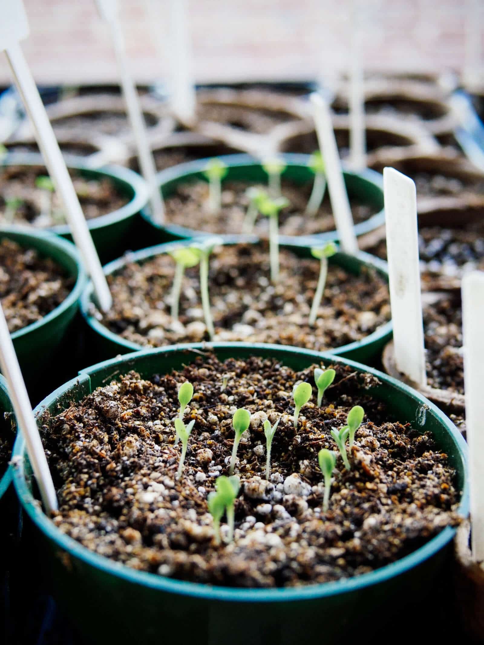 Newly germinated seeds started indoors
