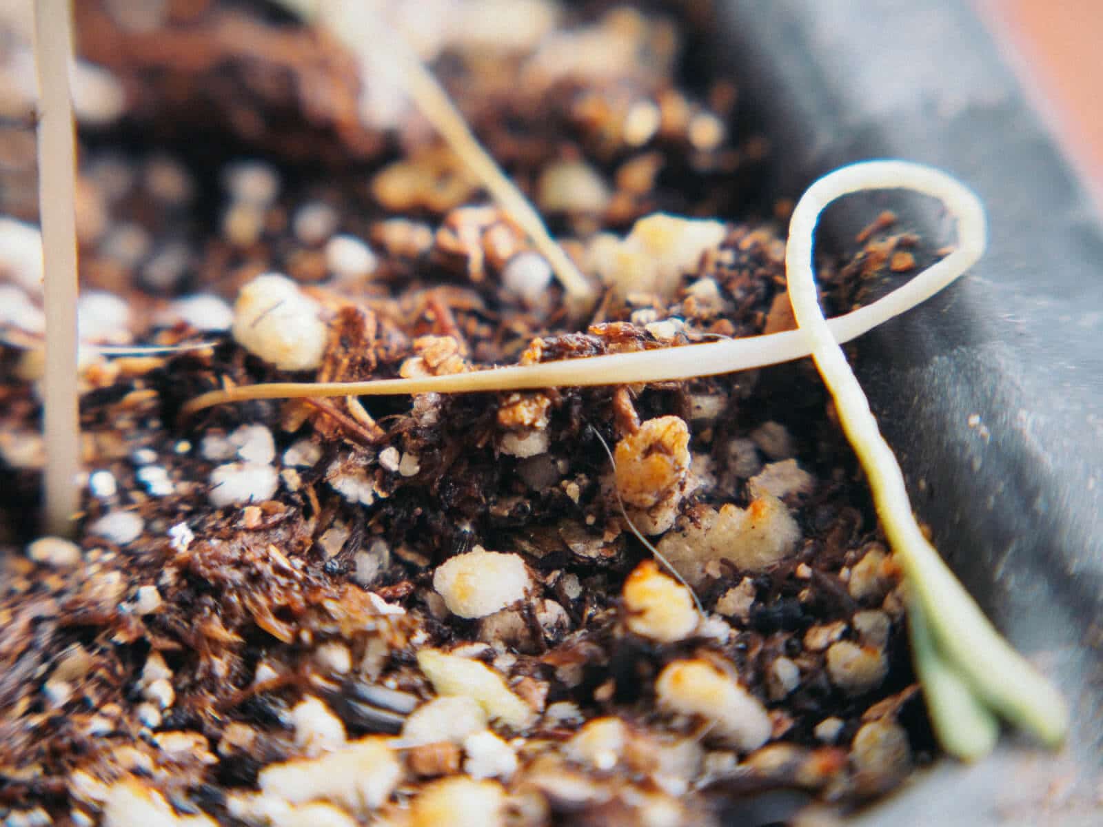 Damping off disease is a common fungal infection in seedlings
