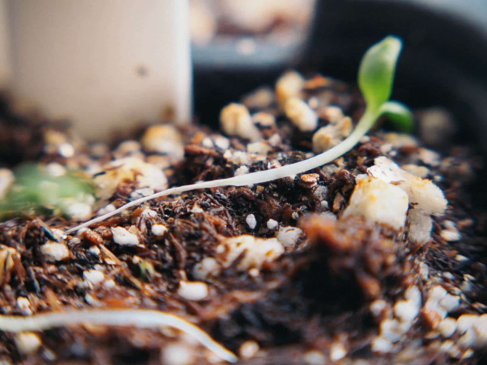 It's easier to stop damping off disease from happening than it is to fix the problem