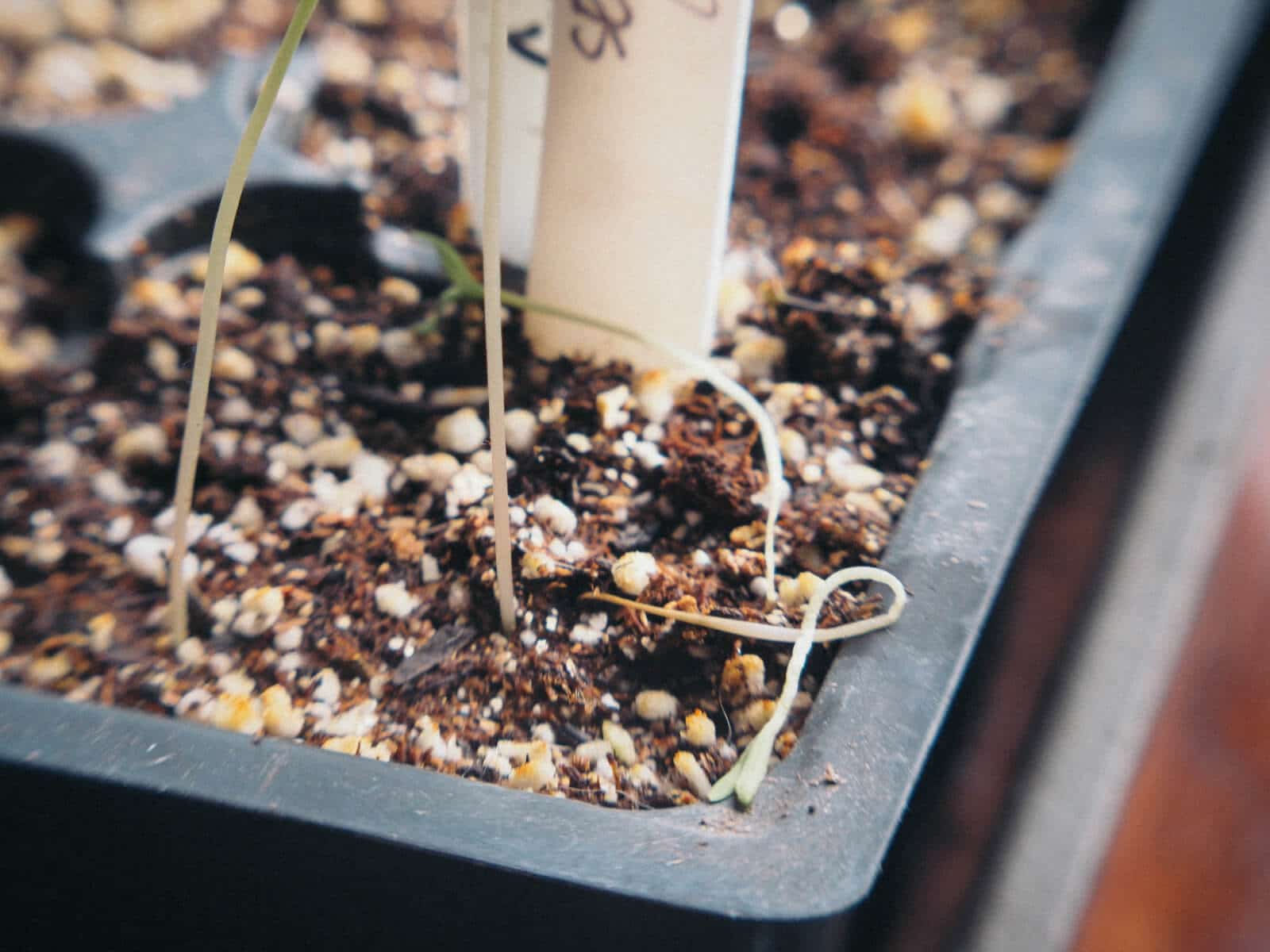 New tomato seedlings suffering from damping off