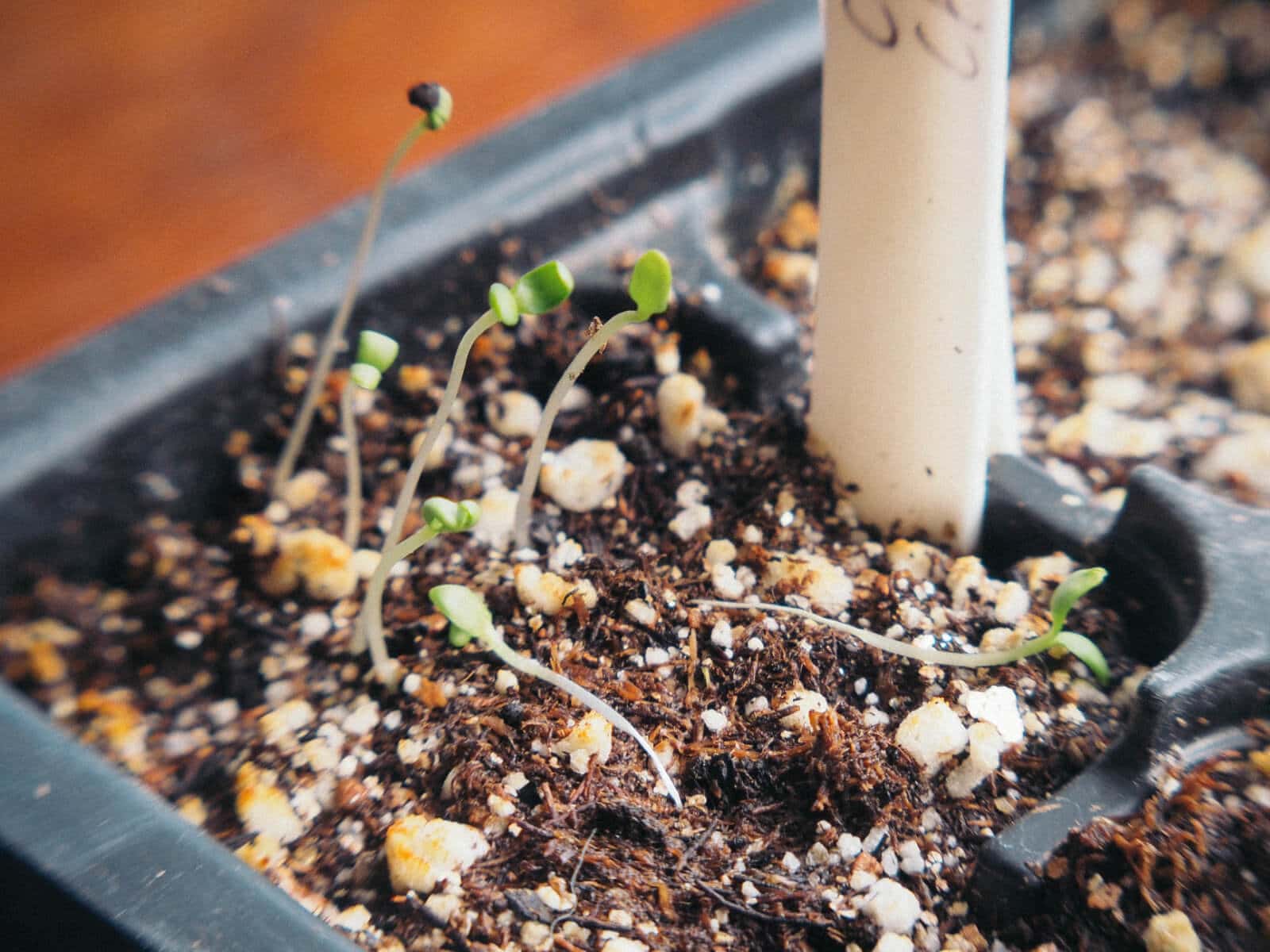 Post-emergence damping off disease in a tray of new seedlings