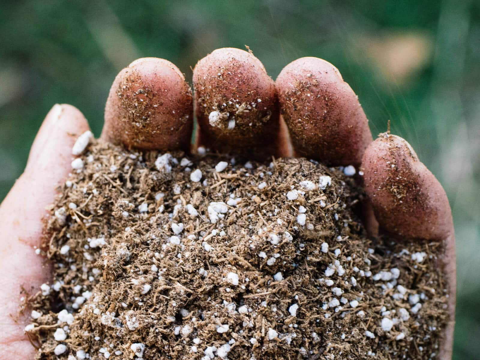 There's no need to sterilize soil to prevent damping off disease