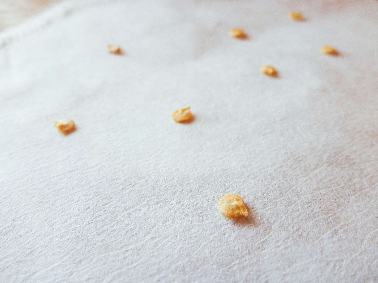 Seed germination with a paper towel