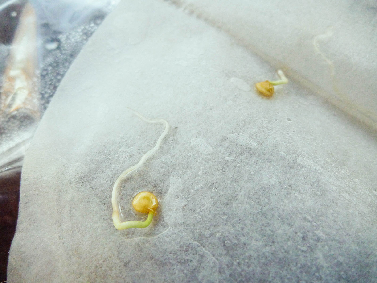 Seeds germinated in a coffee filter