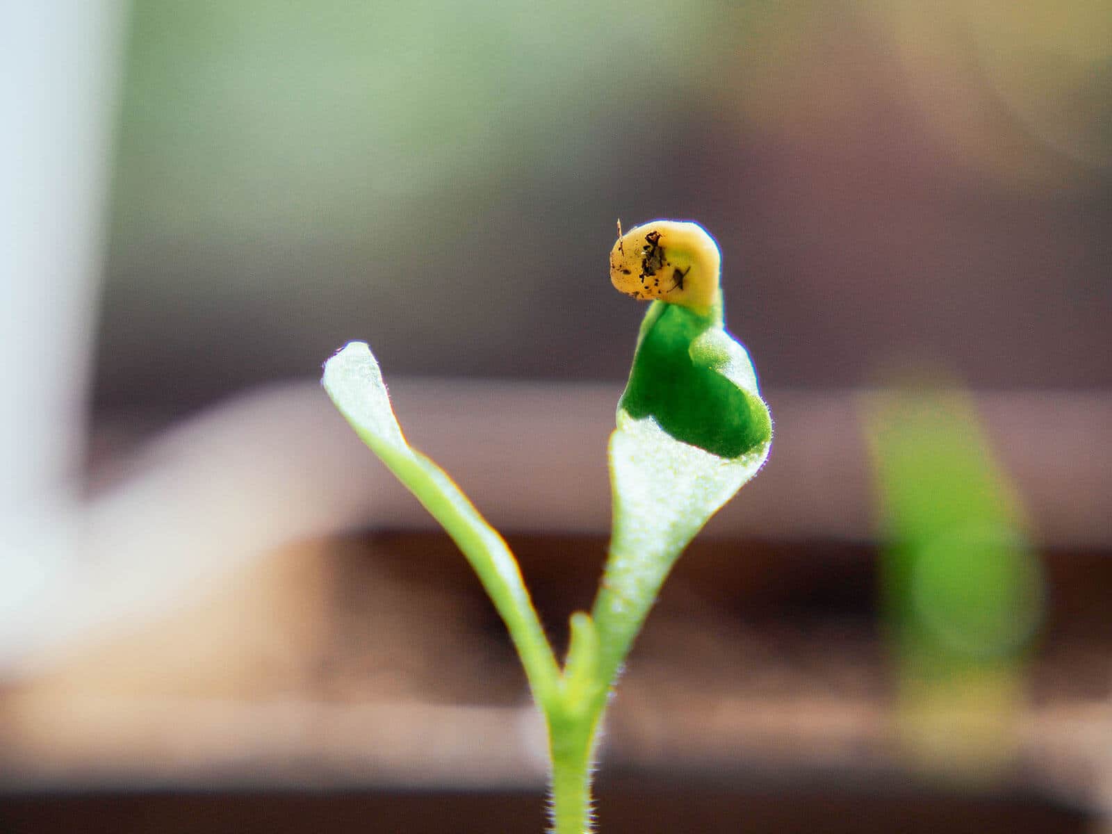 The seed coat will fall off on its own as the cotyledons energe