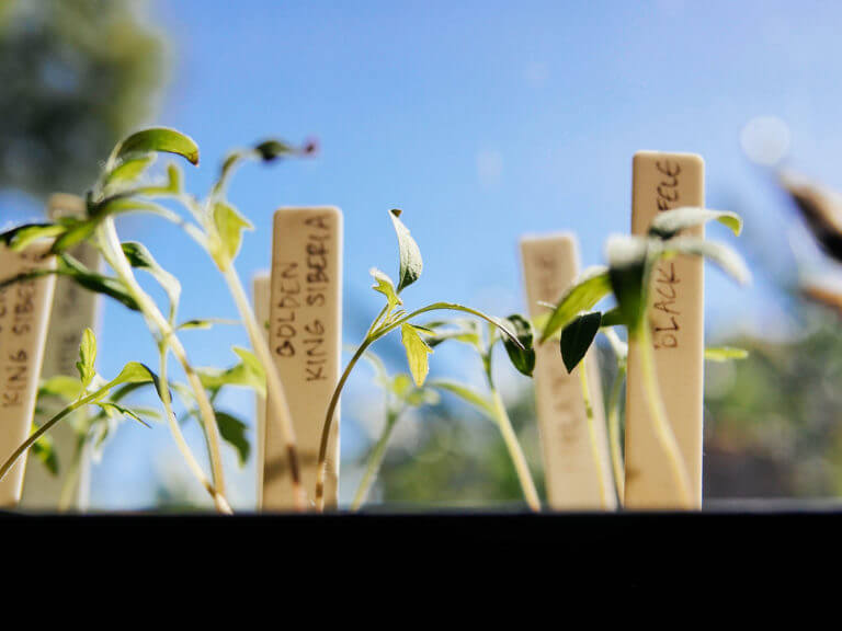 A simple way to harden off seedlings in 7 days (or less)