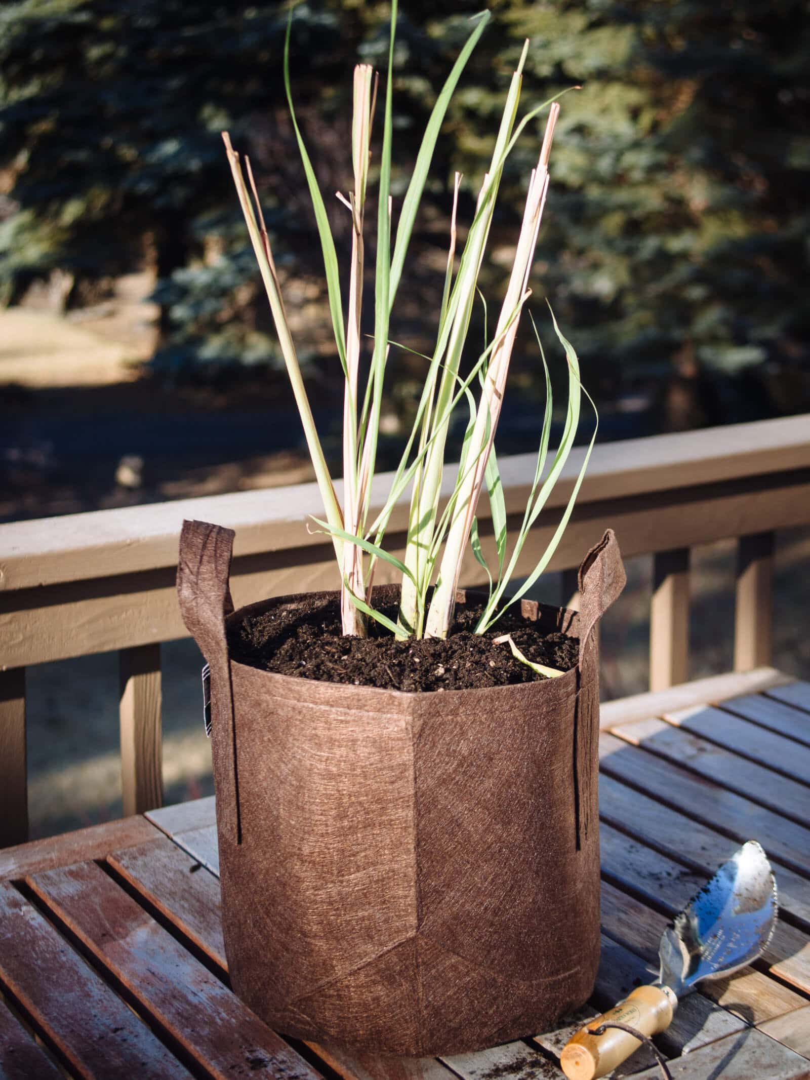 Homegrown lemongrass started from store-bought stalks