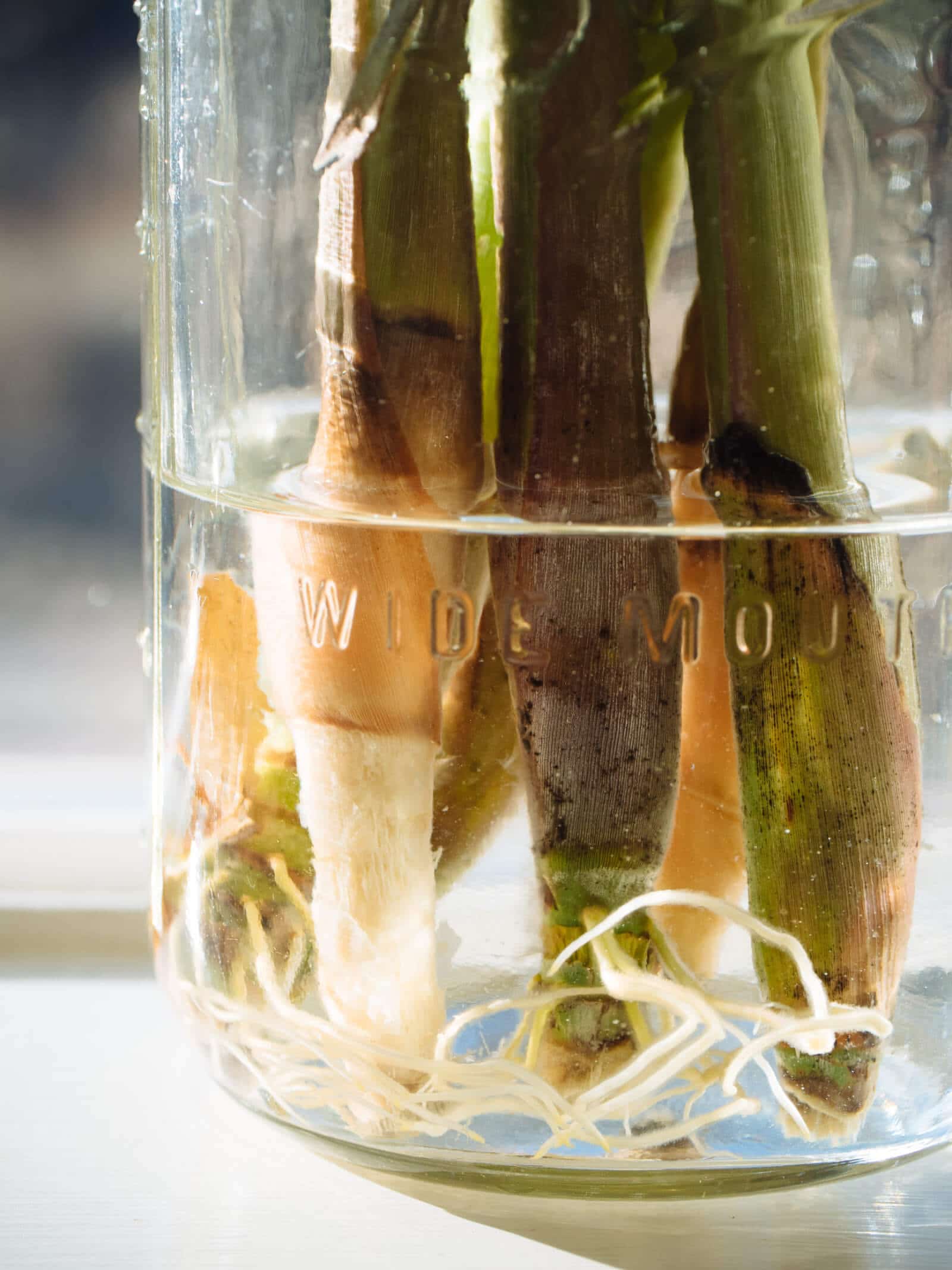 Rooting lemongrass stalks in a sunny window