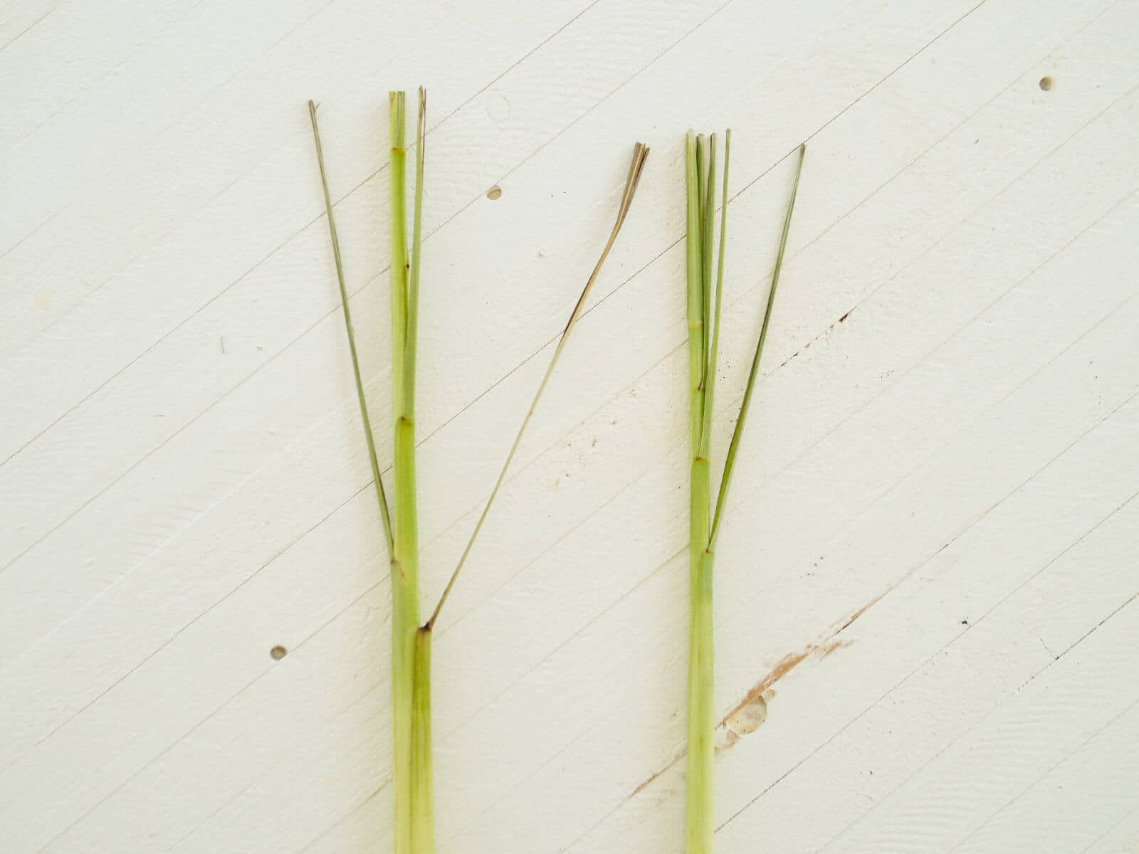 Trim the stiff older leaves
