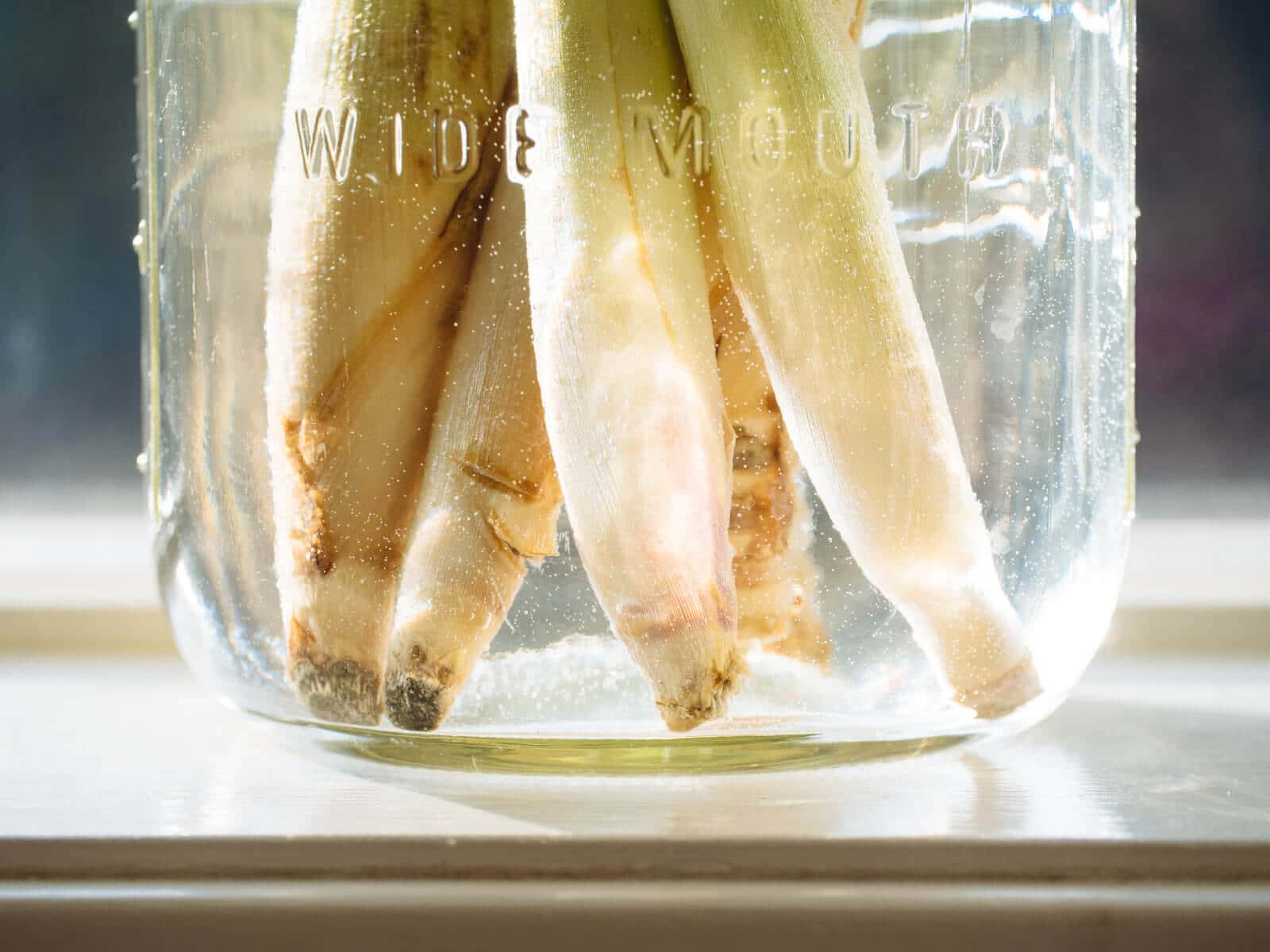 Wait for roots to emerge from the lemongrass stalks