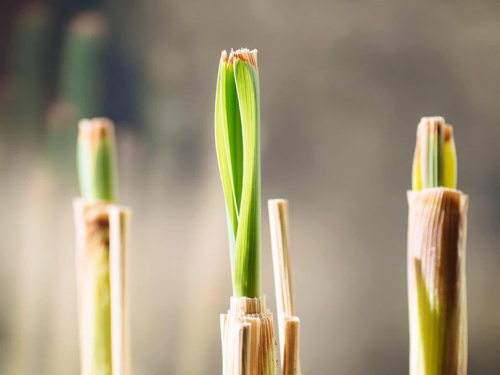 New leaves emerging from the top