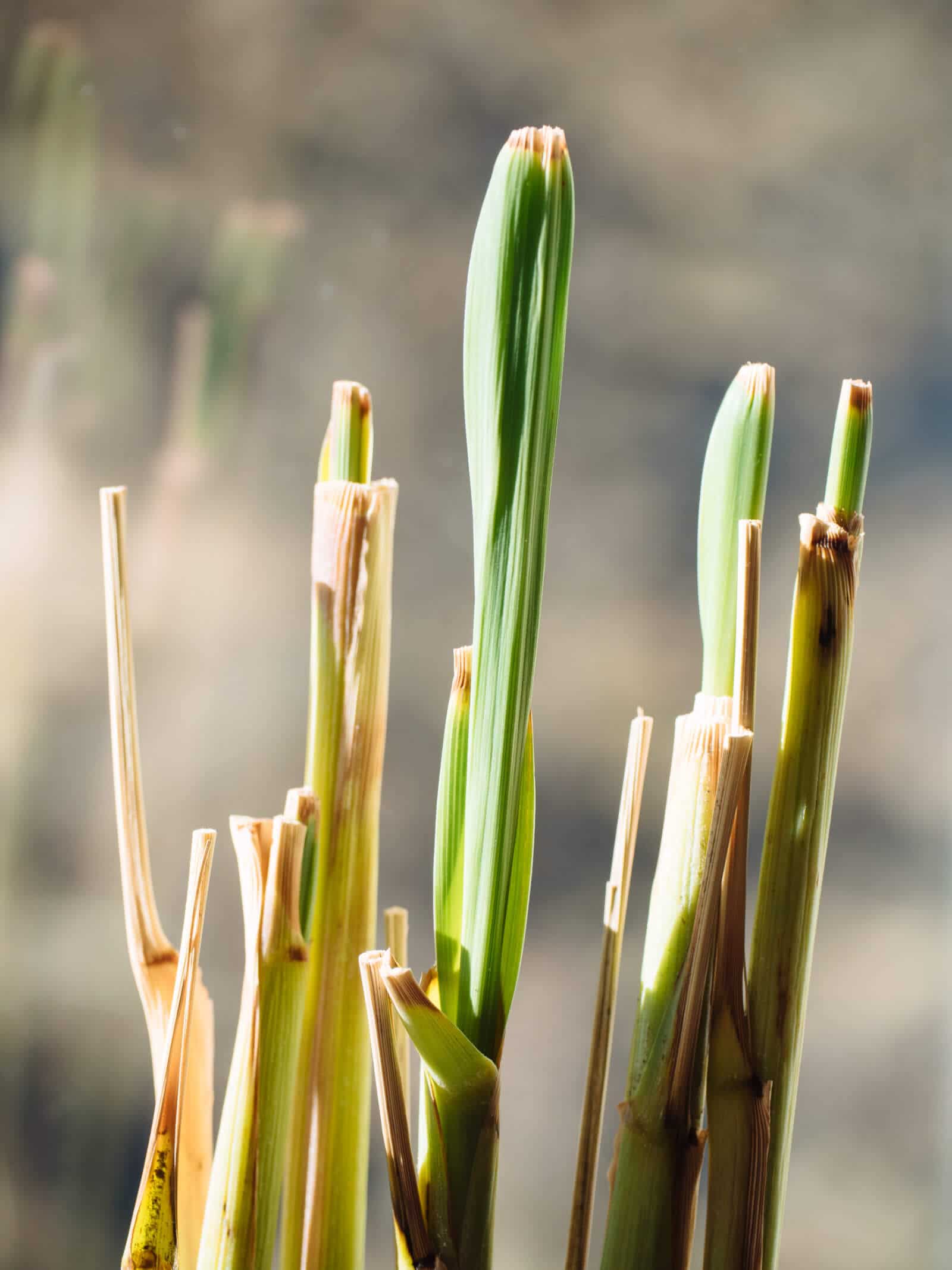 New leaves growing
