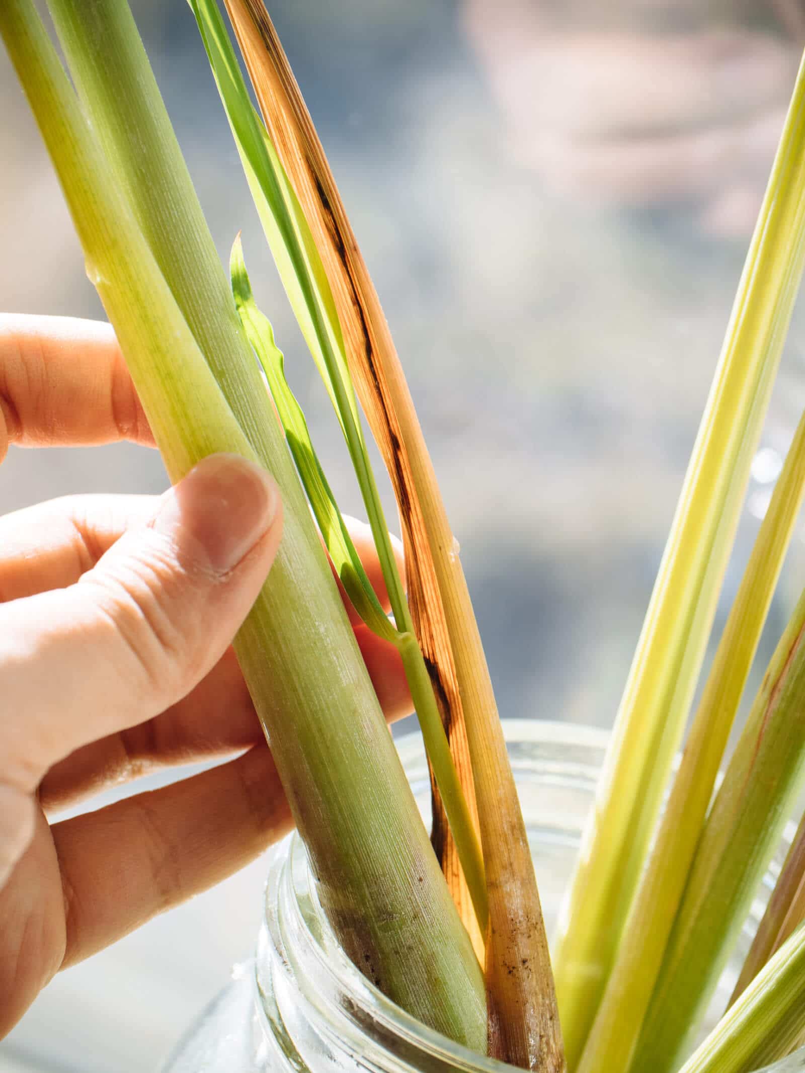 Lemongrass stalk starting to divide itself via an offshoot stalk