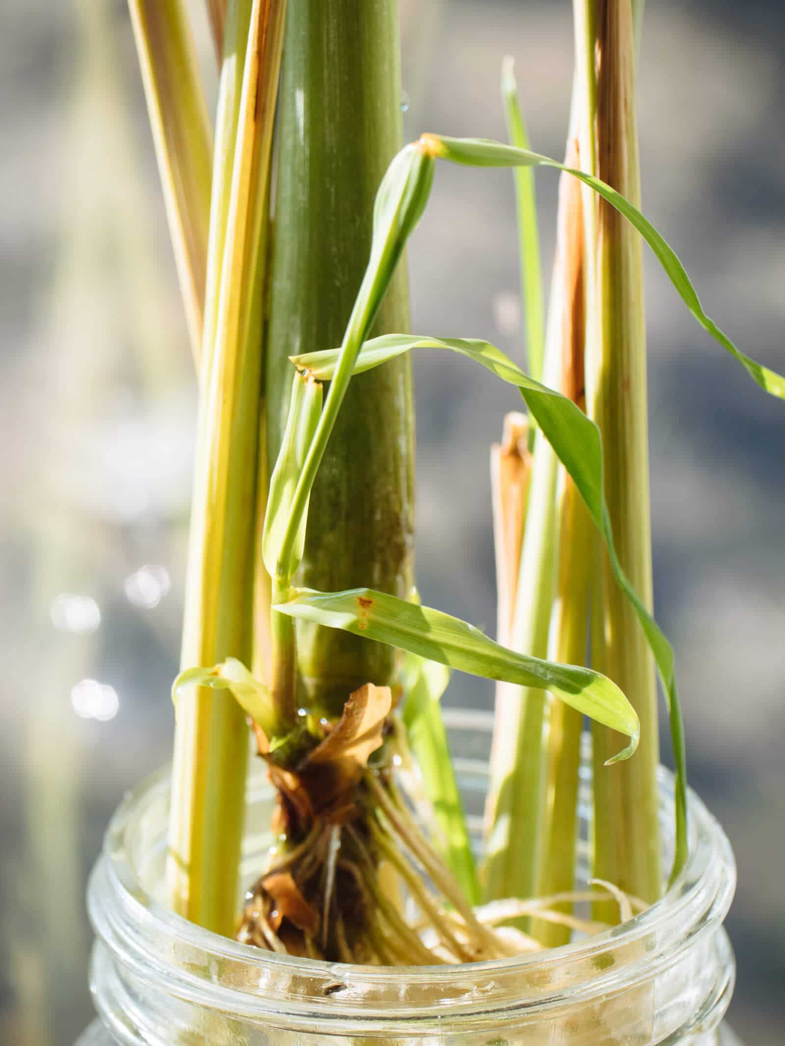 This rooted lemongrass stalk is ready for planting