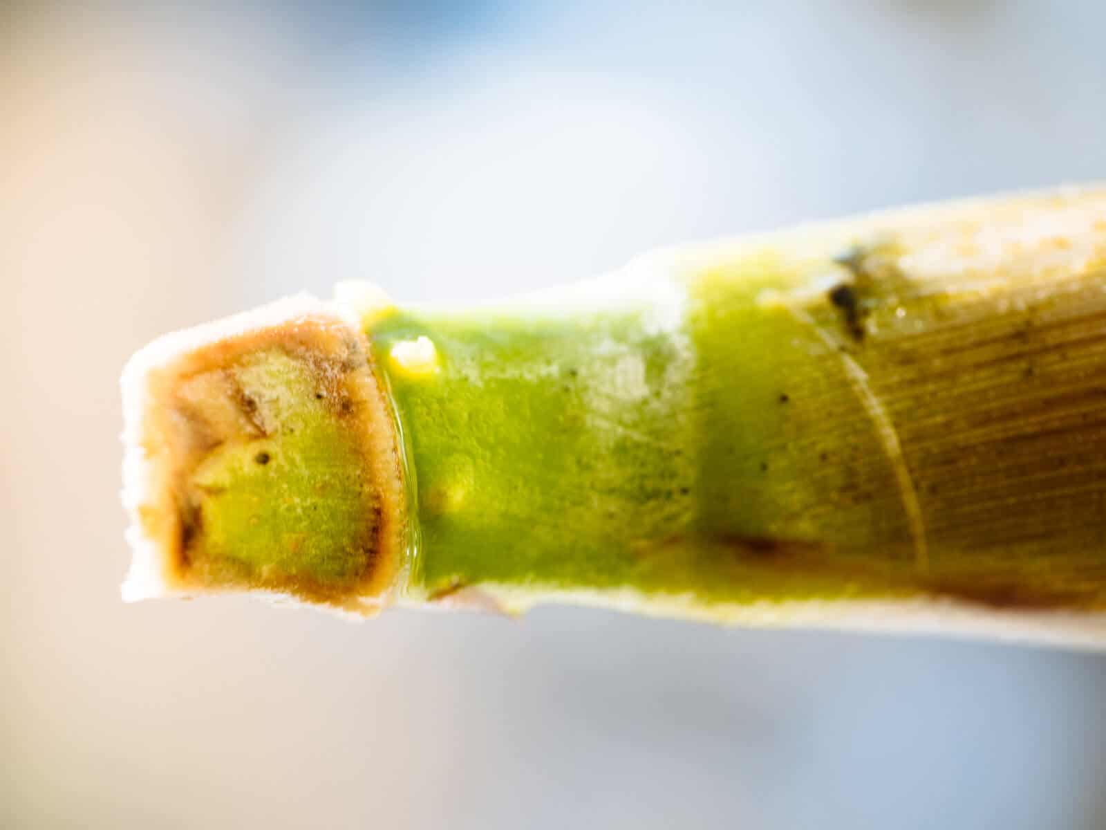 The first tiny nubs of roots begin to emerge