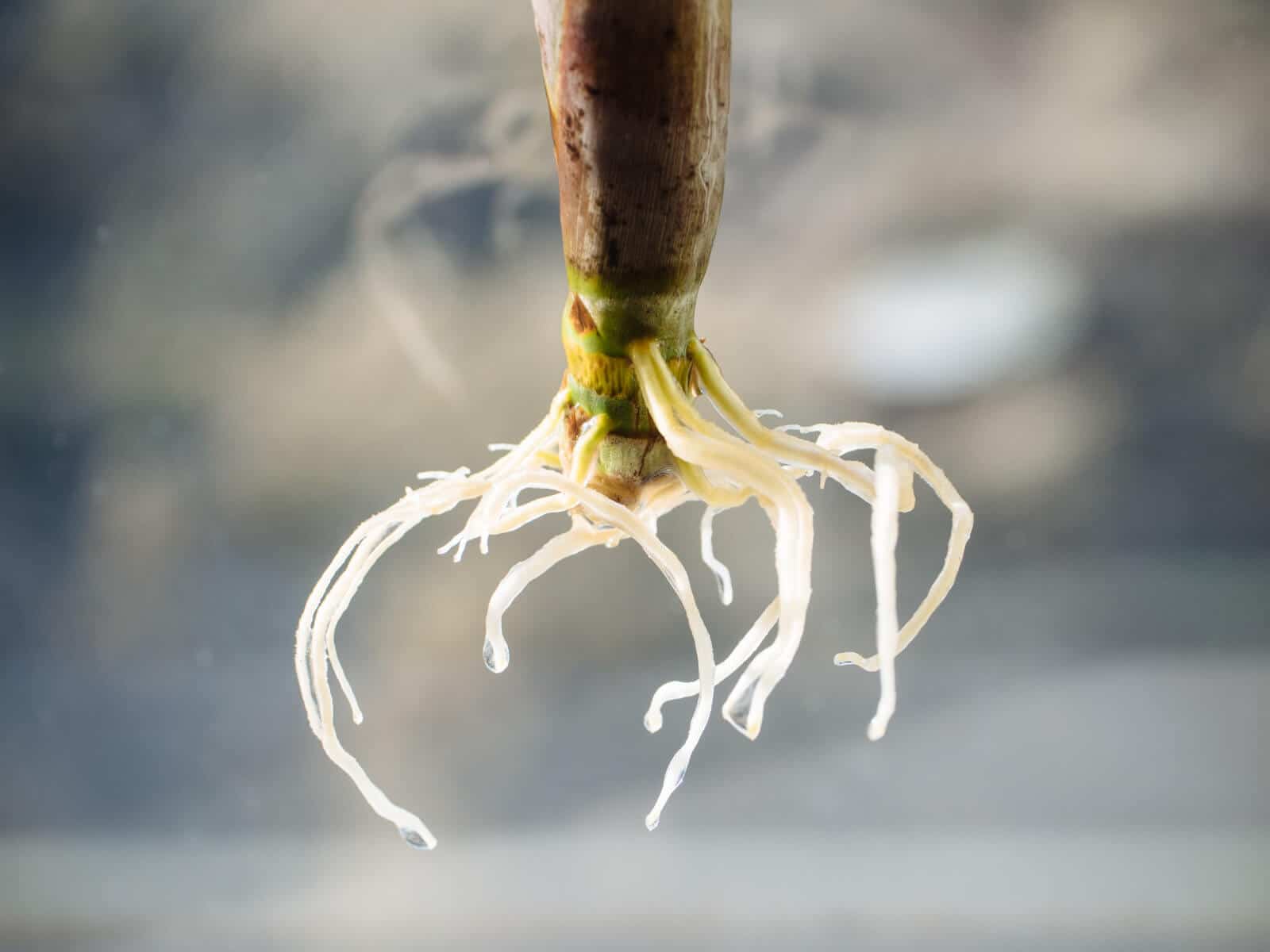Rooted lemongrass stalk