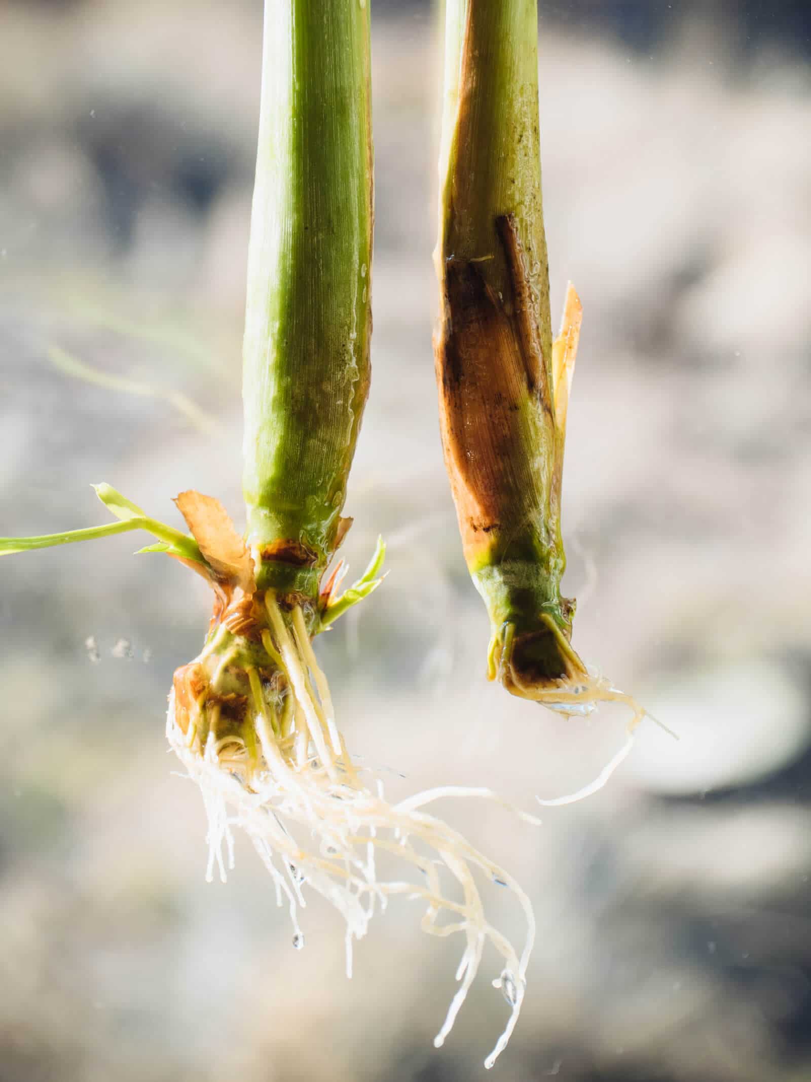 Lemongrass propagated at the same time will not always grow roots at the same rate