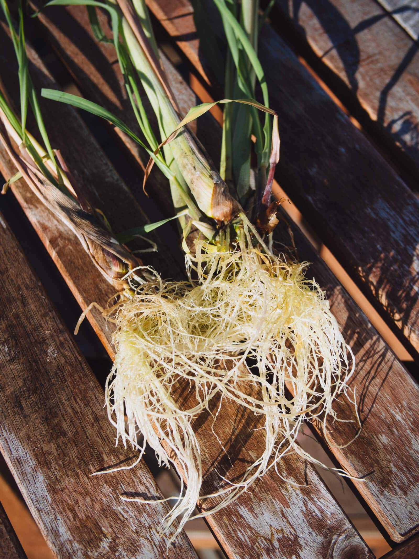 Lemongrass propagated in water are ready for planting