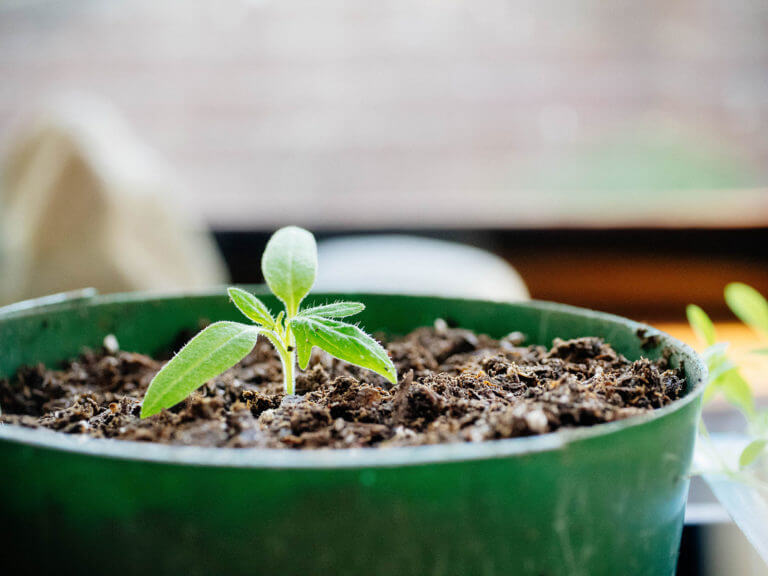 How to repot tomato seedlings for bigger and better plants