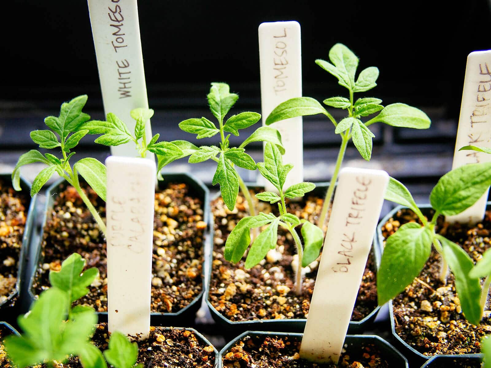 Tomato seedlings with first set of true leaves