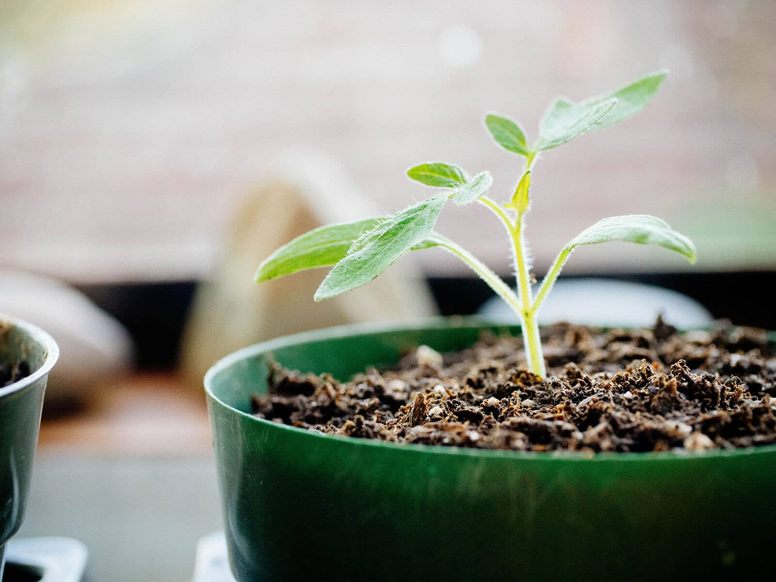 Healthy tomato seedling that's been transplanted into a larger pot