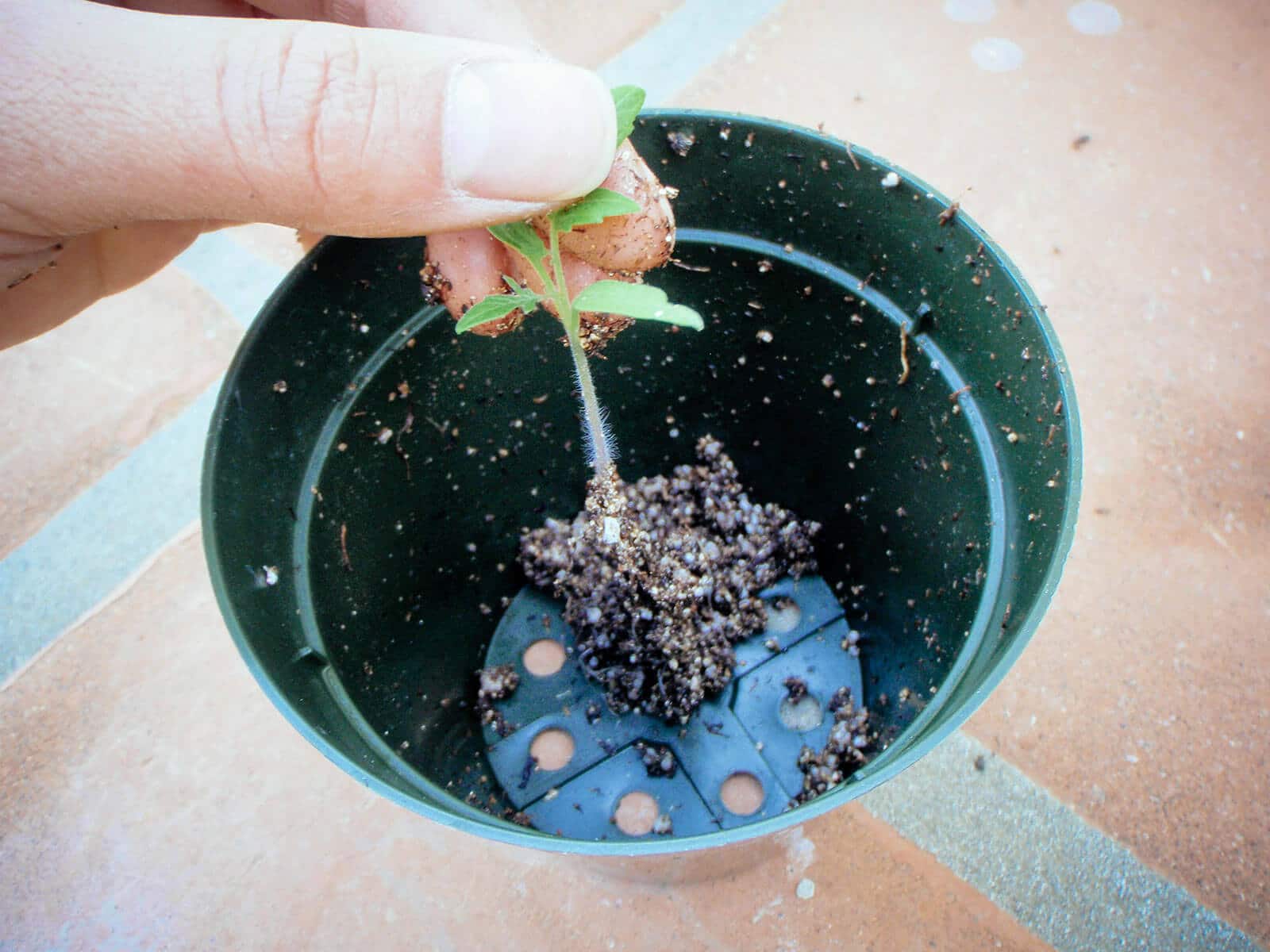 Place the tomato seedling in the pot with its lowest set of leaves even with the rim