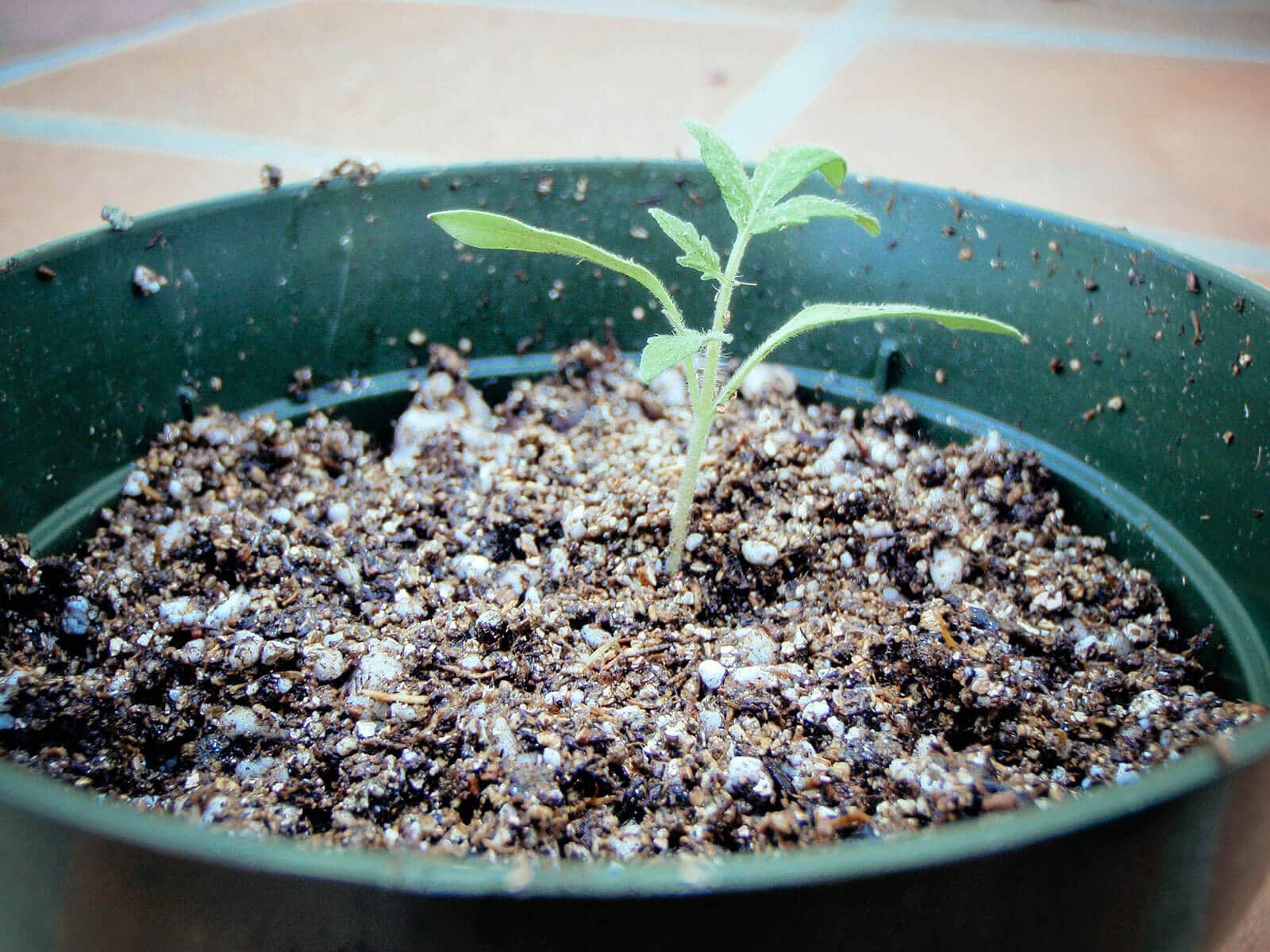 Fill the pot with potting soil to hold the seedling in place