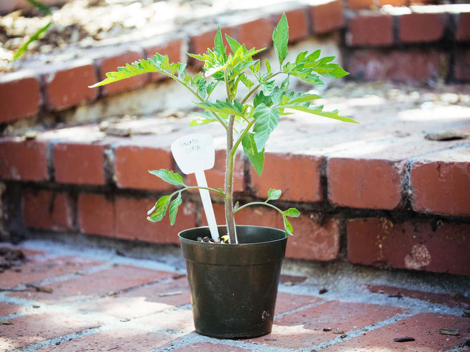 Tomato seedling ready to be transplanted a second time