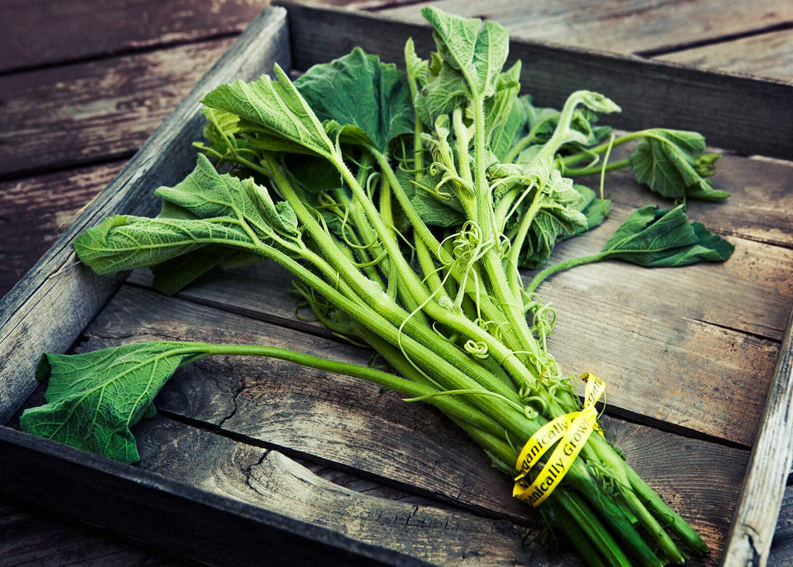 Edible squash shoots