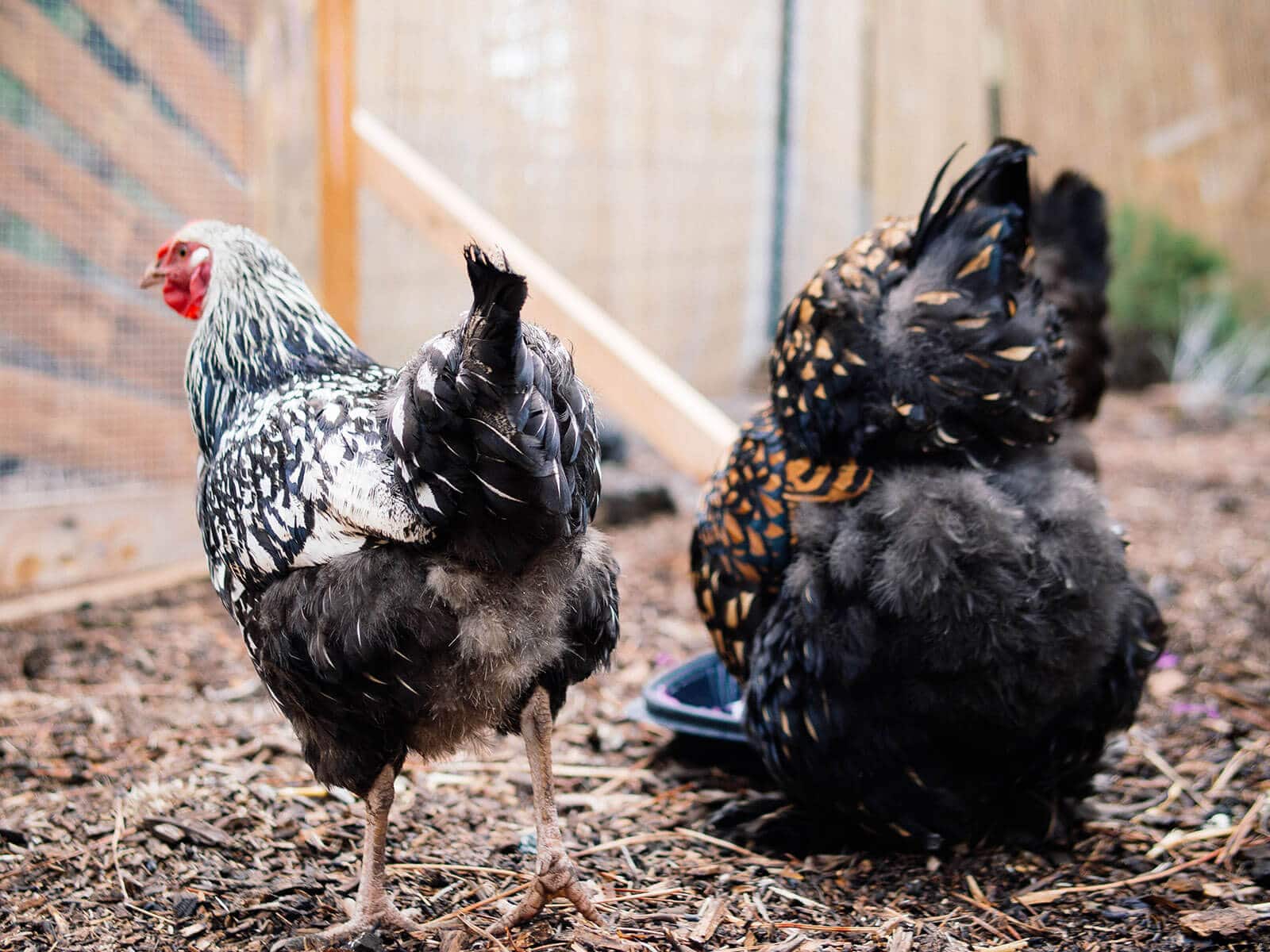 Two hens eating and scratching in dirt