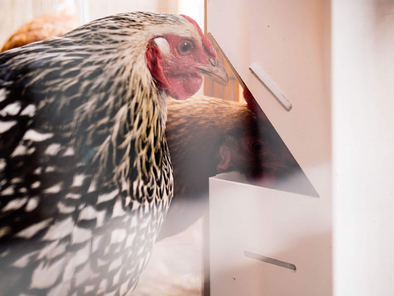 Two hens eating from a vertically mounted chicken feeder