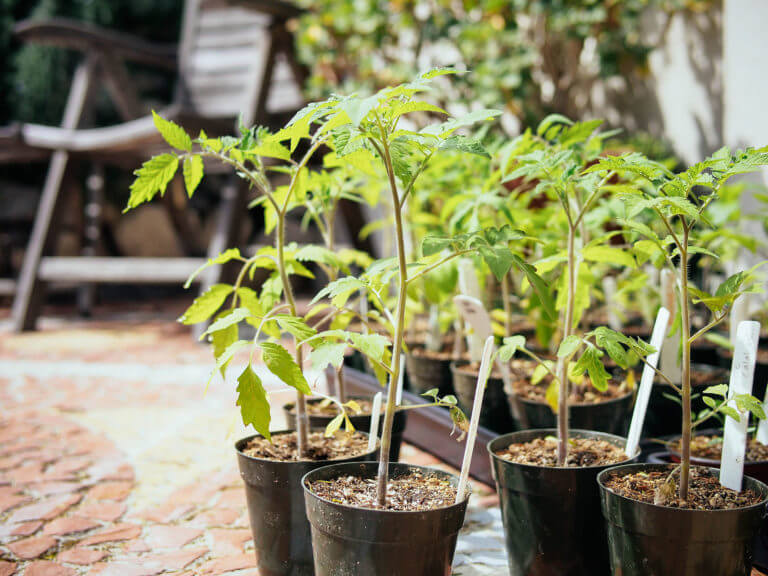 Why and how to transplant tomatoes (a second time)
