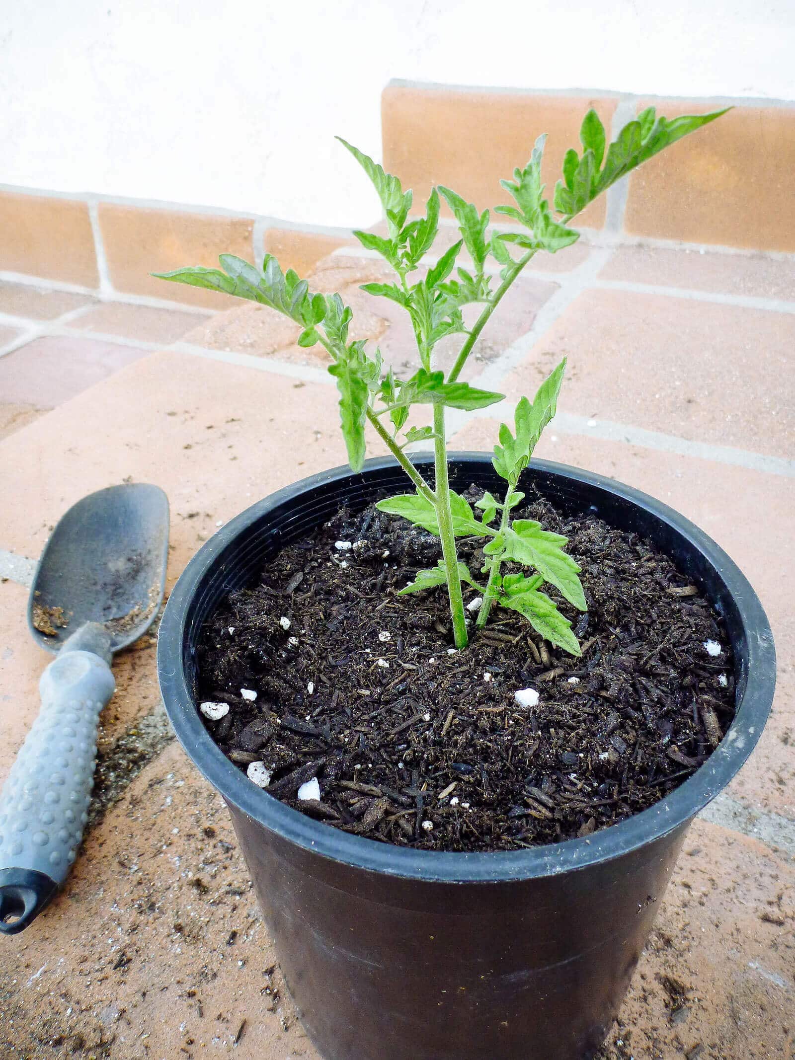 Water the tomato plant deeply